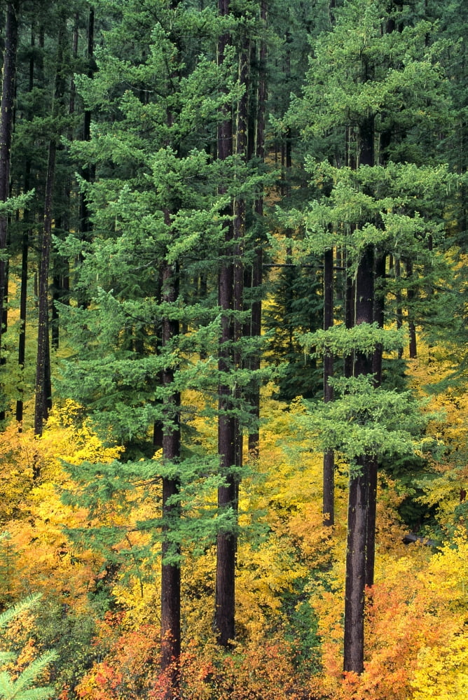 Oregon Cascade Mountain Range Pine Trees And Fall Colors Canvas Art - Carl Shaneff Design Pics (24 x 38)
