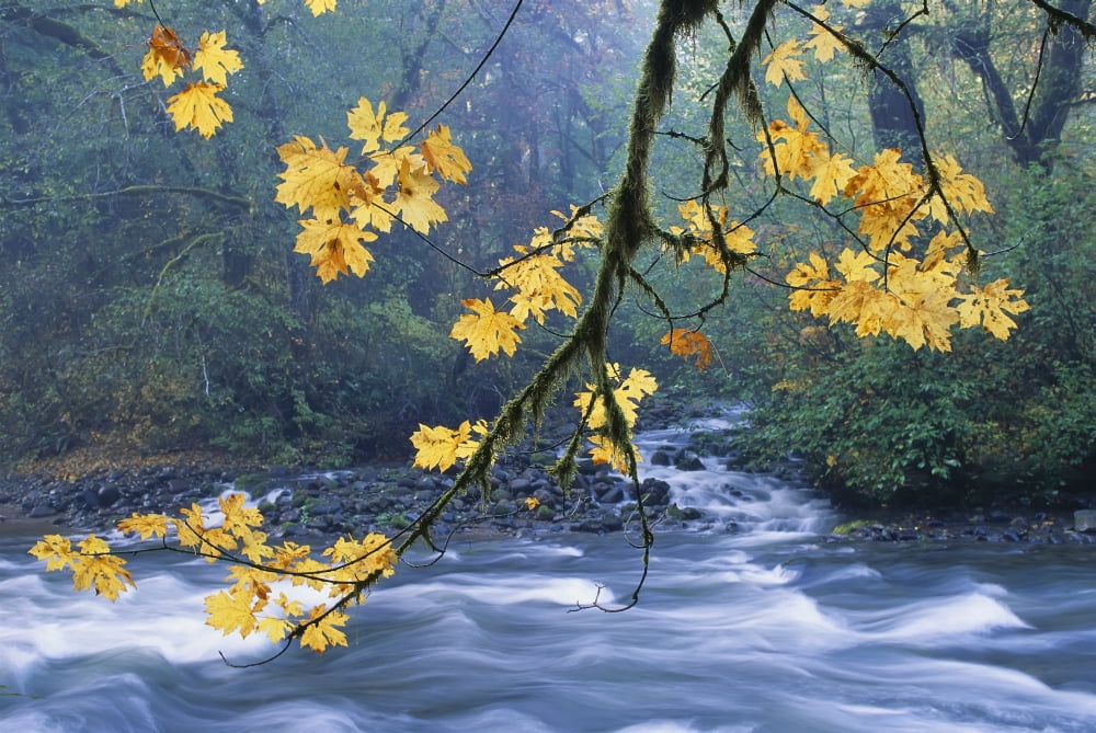 Oregon Cascade Mountain Range Yellow Autumn Leaves With Stream Canvas Art - Carl Shaneff Design Pics (34 x 22)