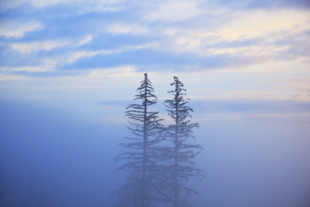 Oregon Cascades Oregon United States Of America Trees In The Fog Canvas Art - Craig Tuttle  Design Pics (19 x 12)