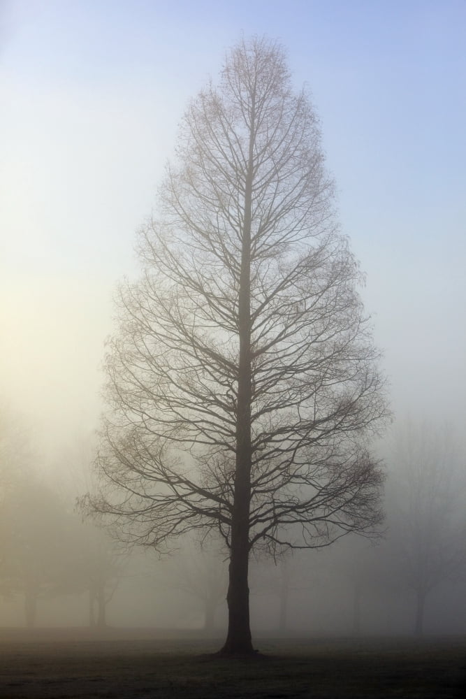 Oregon Cascades Oregon United States Of America Trees Surrounded By Fog Canvas Art - Craig Tuttle Design Pics (12 x 19)