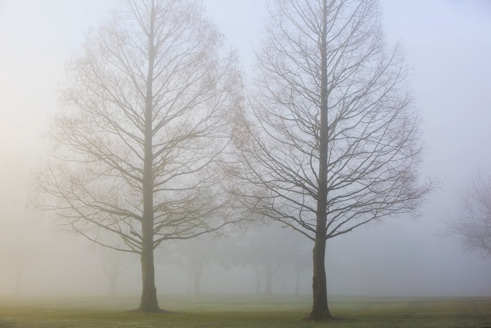Oregon Cascades Oregon United States Of America Trees Surrounded By Fog Canvas Art - Craig Tuttle Design Pics (19 x 12)