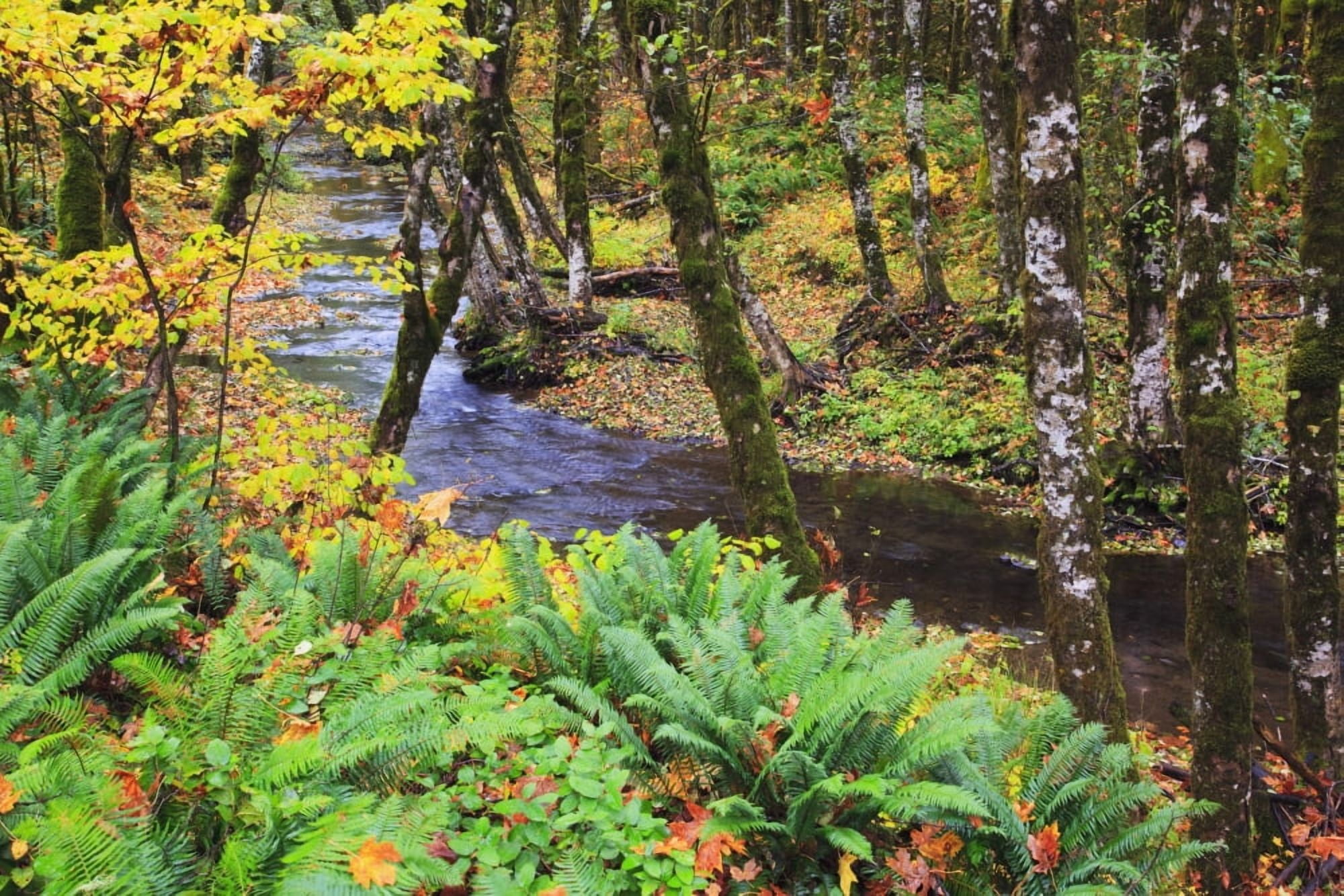 Oregon Coast Range Oregon United States Of America Autumn Colors Along Wolf Creek Canvas Art - Craig Tuttle Design Pics (19 x 12)