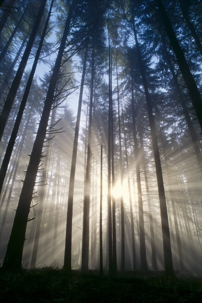 Oregon Eugene Spencer Butte Park Fog Sunburst Trees In Forest A25H Canvas Art - Greg Vaughn Design Pics (24 x 38)
