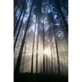 thumbnail image 1 of Oregon  Eugene  Spencer Butte Park  Fog  Sunburst  Trees In Forest A25H Poster Print, 1 of 2