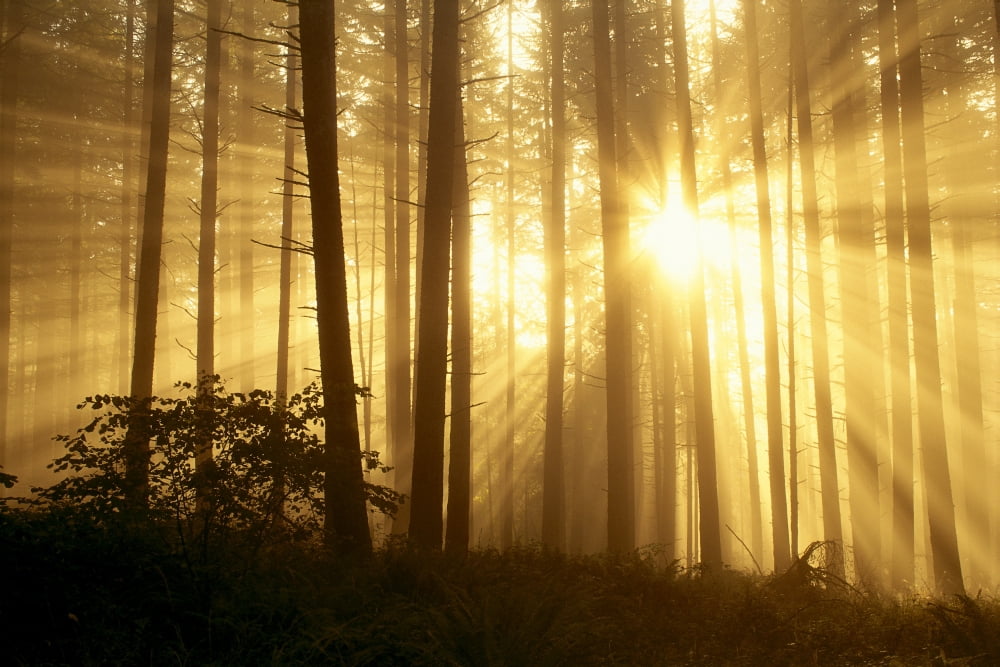 Oregon Eugene Spencer Butte Park Sunlight Filters Through Fog Trees In Forest A24E Canvas Art - Greg Vaughn  Design Pics (38 x 24)