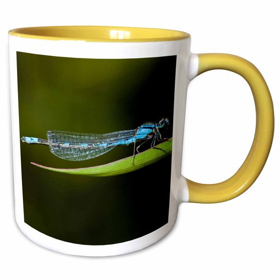 3drose, Oregon, Fern Ridge Wildlife Area, Tule Bluet Insect - Us38 Rbr0099 - Rick A. Brown, 11oz Two-tone Yellow Mug