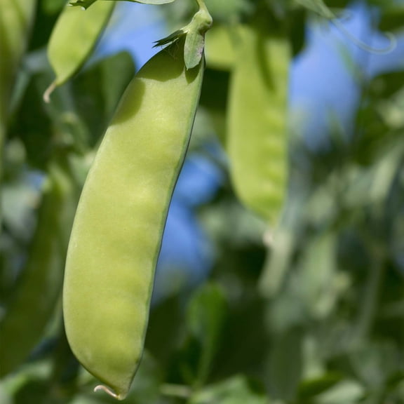 Oregon Giant Snow Pea Garden Seeds - 1 Lbs - Non-GMO, Heirloom Vegetable Gardening Seed