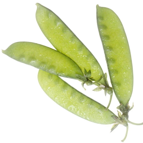 Oregon Giant Snow Pea Peas Stir Fry Seed Packet