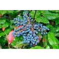 thumbnail image 1 of Oregon Grape Bush Seedlings for Planting - Mahonia aquifolium (1 Seedling), 1 of 3