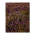 thumbnail image 1 of Oregon Lavender Field - Oregon Photography Floral Nature Scenic Botanical Garden Summer Unframed Wall Art Print 30 x 40 inches, 1 of 13