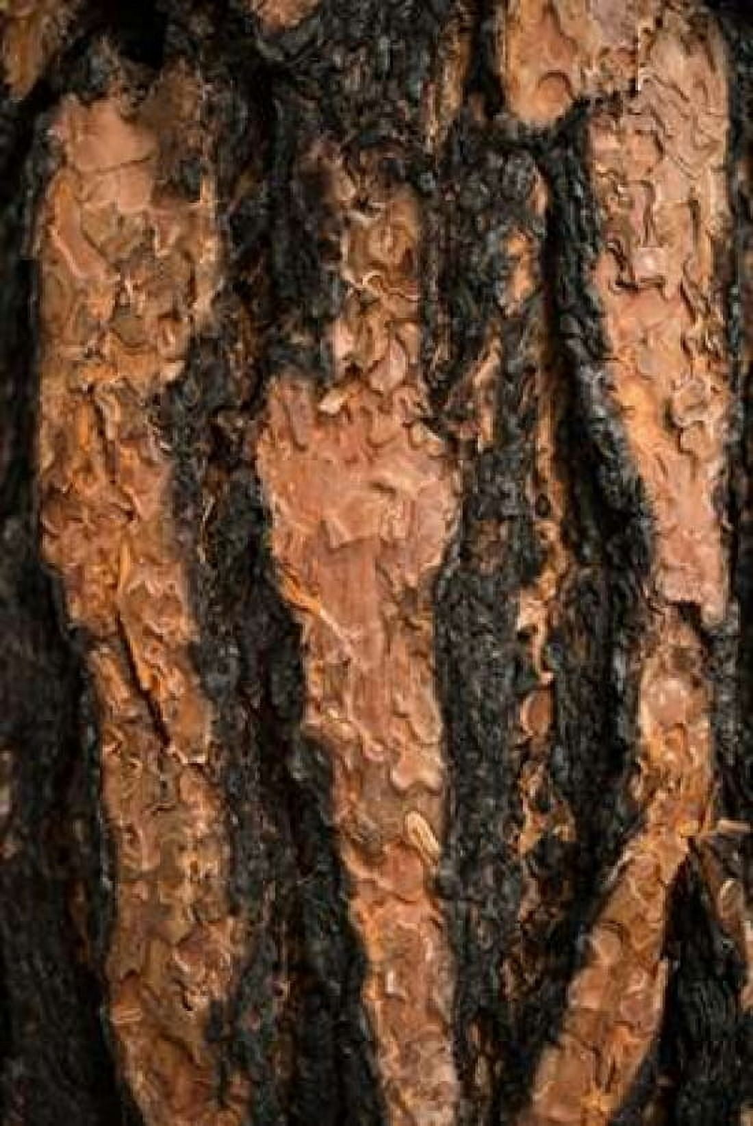 Oregon Pine II Canvas Art - Erin Berzel (24 x 36)
