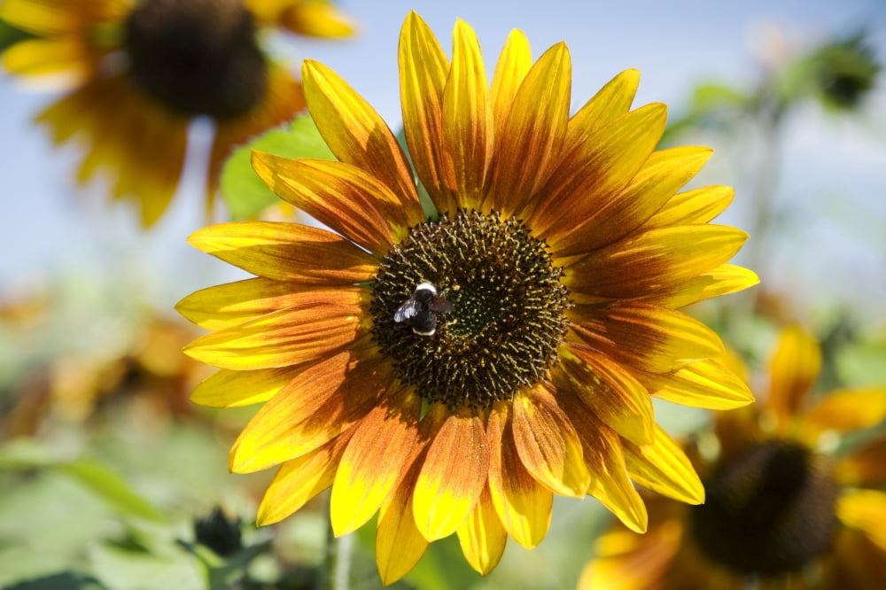 Oregon Portland Sauvie Island Sunflower Hybrid And Bee Canvas Art - Peter French Design Pics (17 x 11)