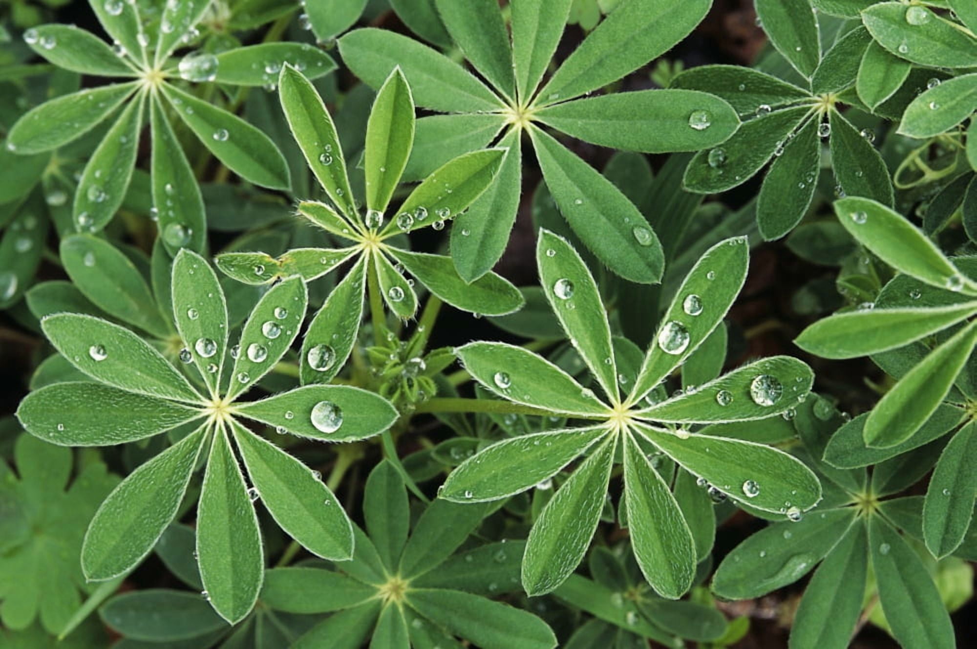 Oregon Raindrops On Lupine Leaves Canvas Art - Greg Vaughn Design Pics (34 x 22)
