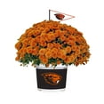 thumbnail image 1 of Oregon State Beavers Team Color Mum, 1 of 1