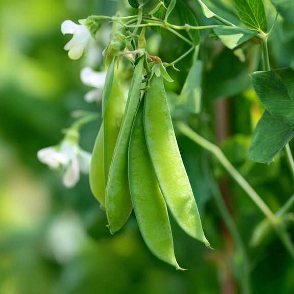 Oregon Sugar Pod Snow Pea 30 Seeds | Sweet, Crisp Peas for Gardens & Cooking