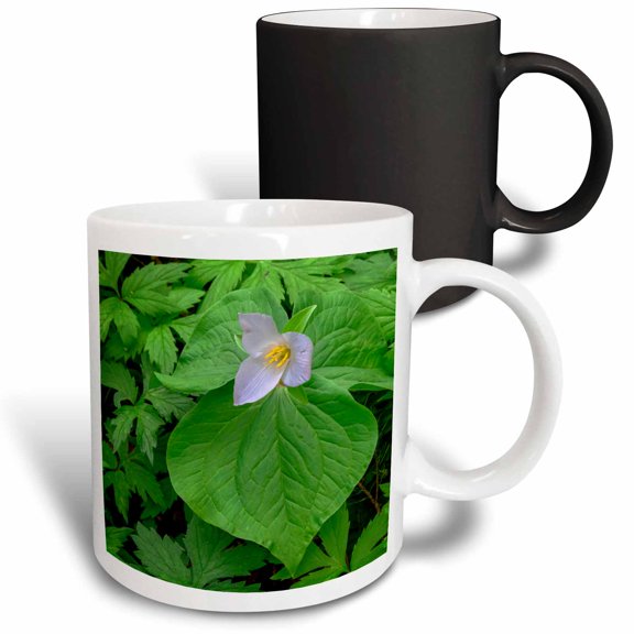 3drose, Oregon, Tryon Creek, Western Trillium in Bloom Surrounded by Green., 11oz Magic Transforming Mug