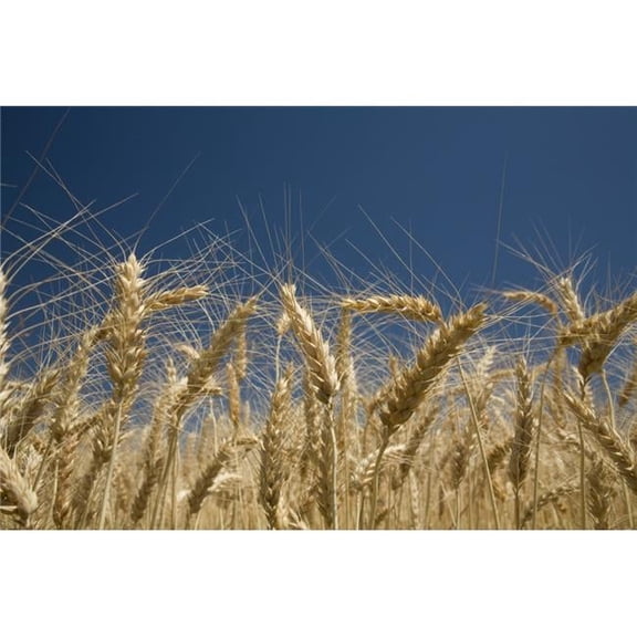 Oregon USA - Stalks of Wheat Poster Print - Large - 36 x 24