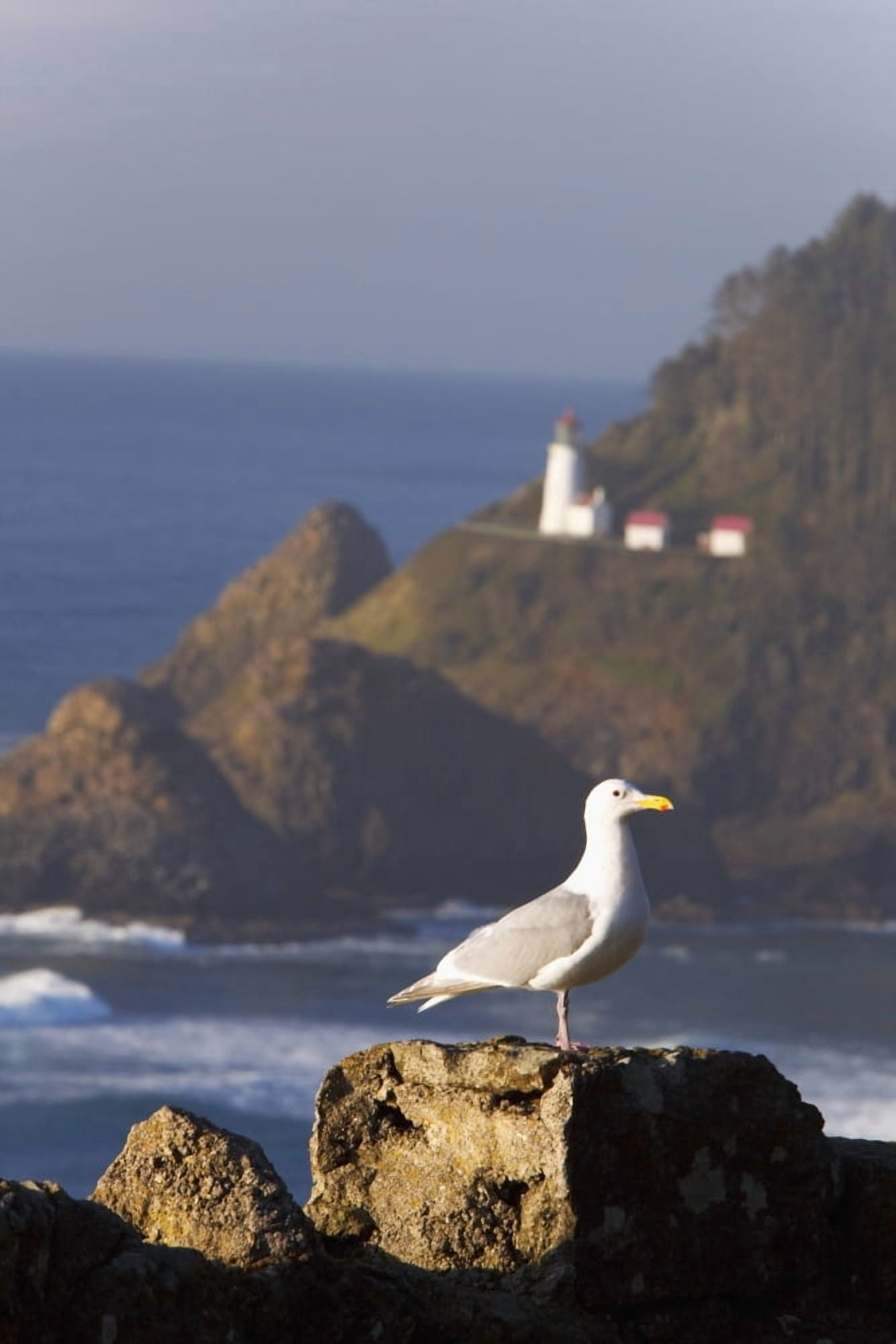 Oregon United States Of America A Bird Sitting On A Rock With Heceta Head Lighthouse In The Background Along The Coast Of The Pacific Ocean Canvas Art - Craig Tuttle Design Pics (12 x 19)
