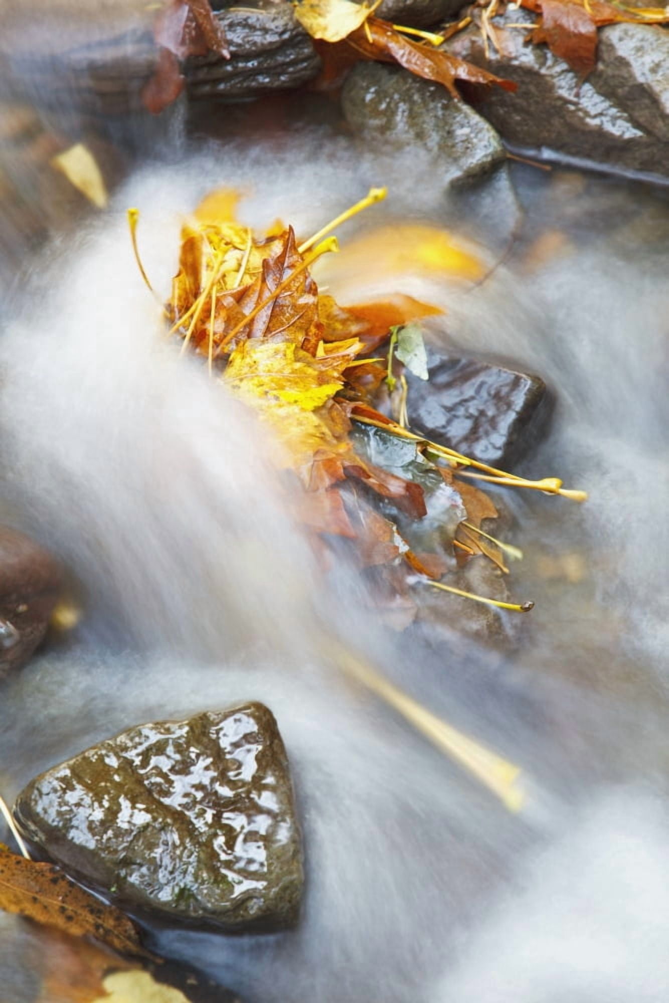 Oregon United States Of America Flowing Water In A Creek In Autumn In Columbia River Gorge National Scenic Area Canvas Art - Craig Tuttle Design Pics (24 x 38)