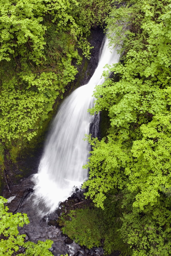 Oregon United States Of America Lush Green Foliage Along Shepperds Dell Falls In Columbia River Gorge National Scenic Area Canvas Art - Craig Tuttle Design Pics (12 x 19)
