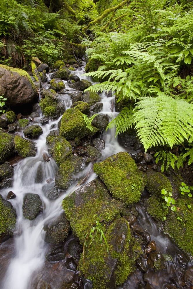 Oregon United States Of America Lush Green Foliage Along A Small Creek In Columbia River Gorge National Scenic Area Canvas Art - Craig Tuttle Design Pics (24 x 38)