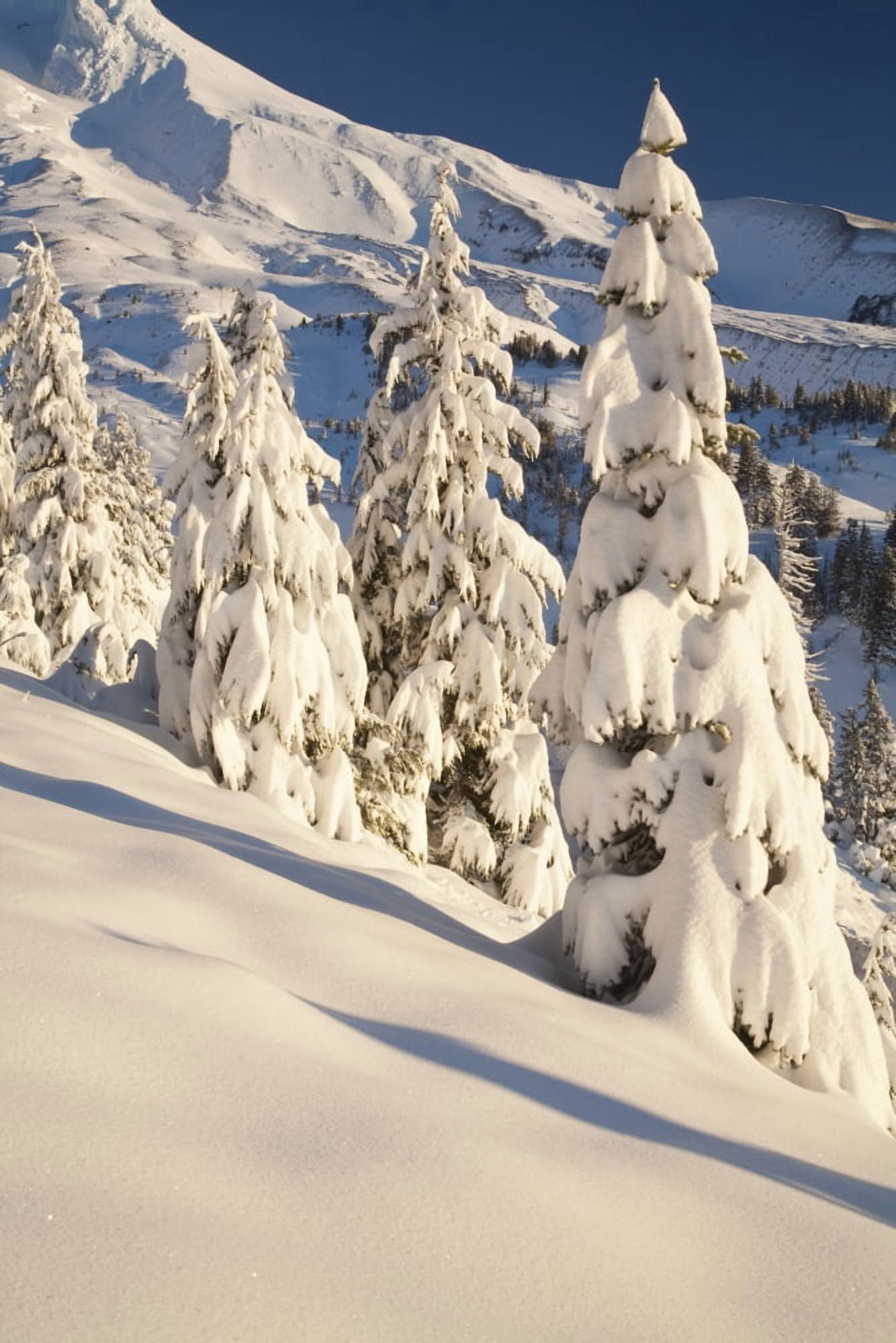 Oregon United States Of America Snow Covering A Mountain And Trees In Winter On Mount Hood In The Oregon Cascades Canvas Art - Craig Tuttle Design Pics (12 x 19)