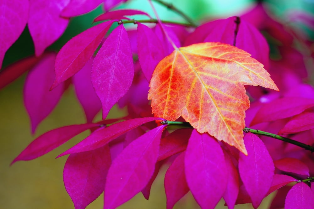 Oregon United States Of America A Red Leaf Laying On Bright Pink Leaves Canvas Art - Craig Tuttle  Design Pics (38 x 24)