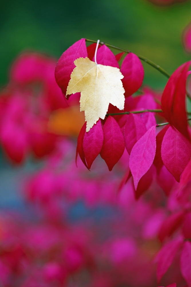 Oregon United States Of America A Yellow Leaf Fallen On Pink Leaves Canvas Art - Craig Tuttle Design Pics (12 x 19)