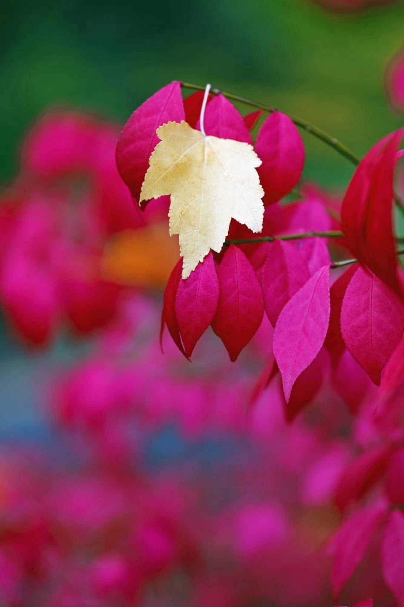 Oregon United States Of America A Yellow Leaf Fallen On Pink Leaves Canvas Art - Craig Tuttle Design Pics (24 x 38)