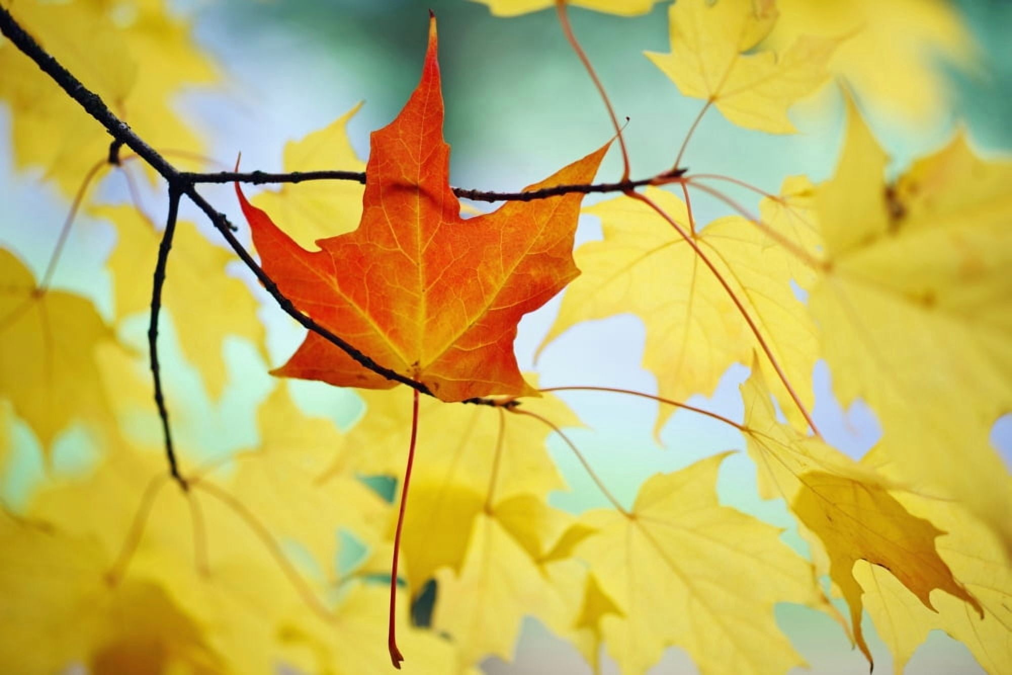 Oregon United States Of America An Orange Leaf Fallen On Yellow Leaves Canvas Art - Craig Tuttle Design Pics (19 x 12)