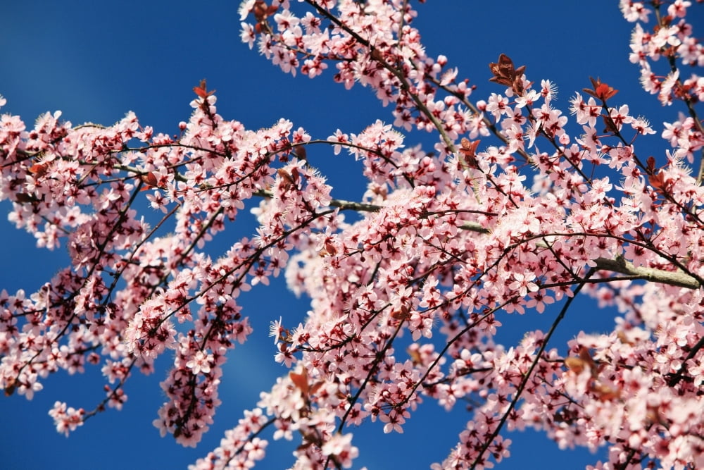 Oregon United States Of America Cherry Blossoms On A Tree In Spring Canvas Art - Craig Tuttle Design Pics (19 x 12)