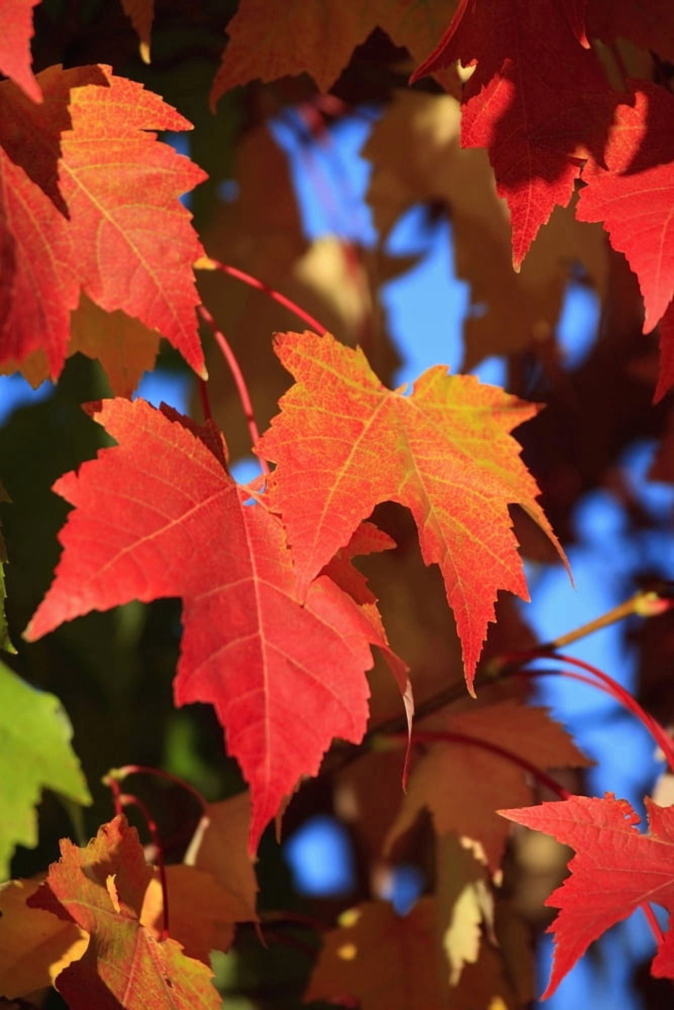 Oregon United States Of America Leaves In Autumn Colors In Willamette Valley Canvas Art - Craig Tuttle Design Pics (12 x 19)