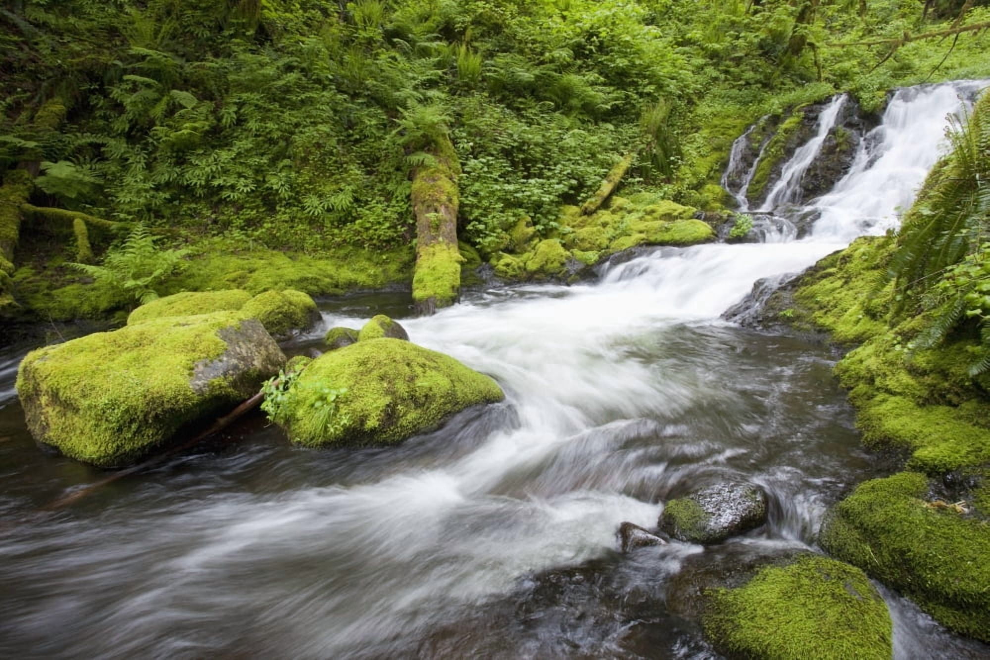 Oregon United States Of America Mccord Creek In Columbia River Gorge National Scenic Area Canvas Art - Craig Tuttle Design Pics (38 x 24)