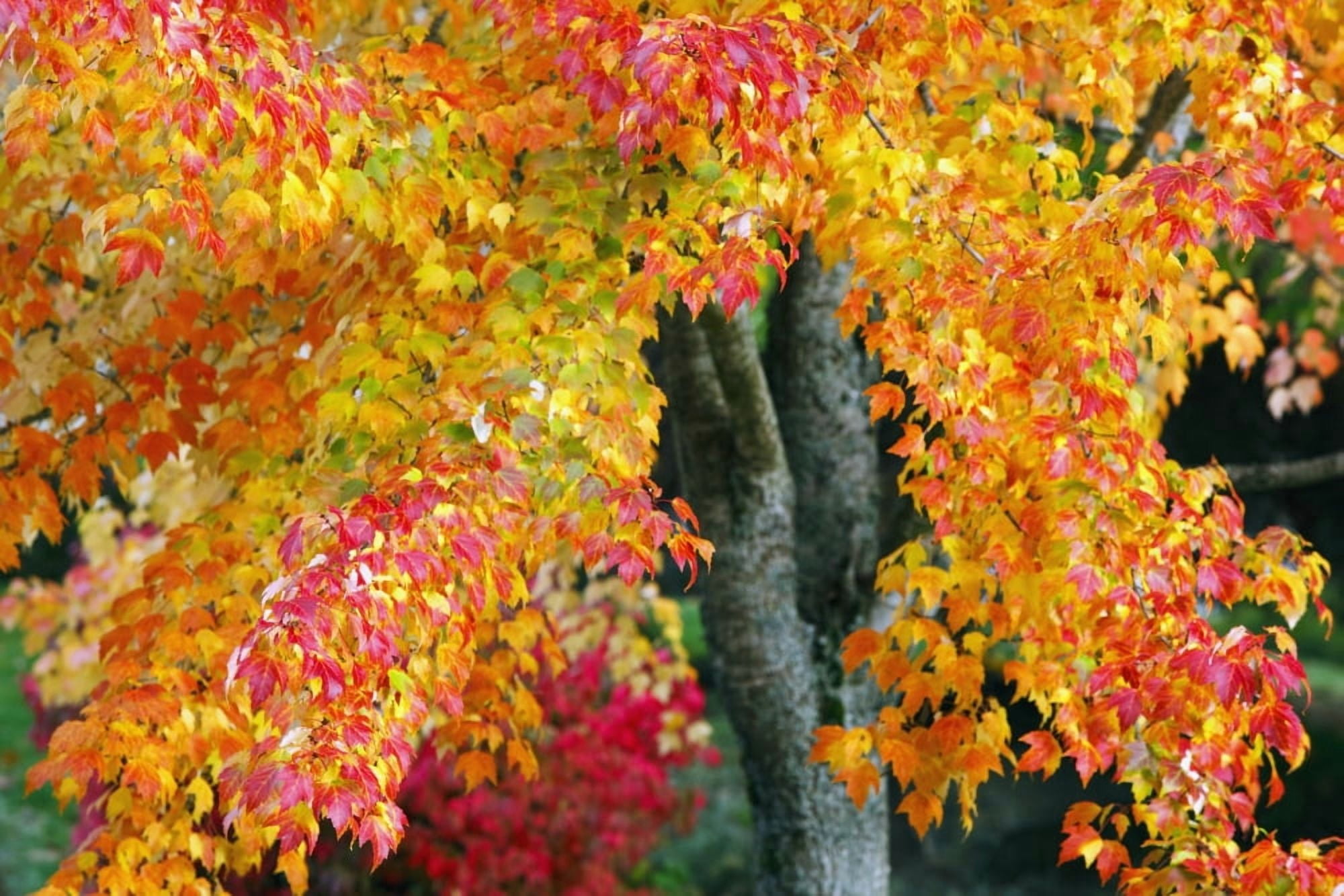 Oregon United States Of America Red And Yellow Leaves On A Tree In Autumn Canvas Art - Craig Tuttle Design Pics (19 x 12)