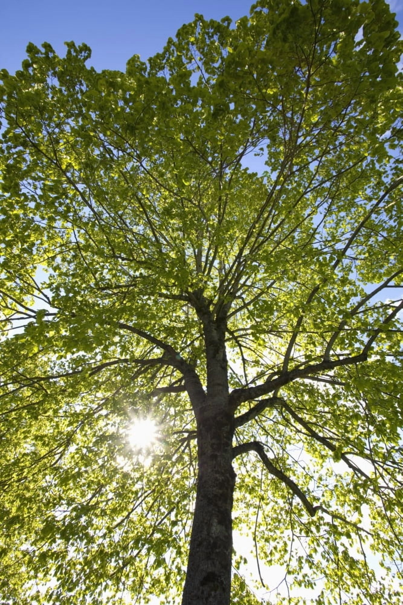 Oregon United States Of America Sunlight Shining Through A Tree Canvas Art - Craig Tuttle Design Pics (12 x 18)