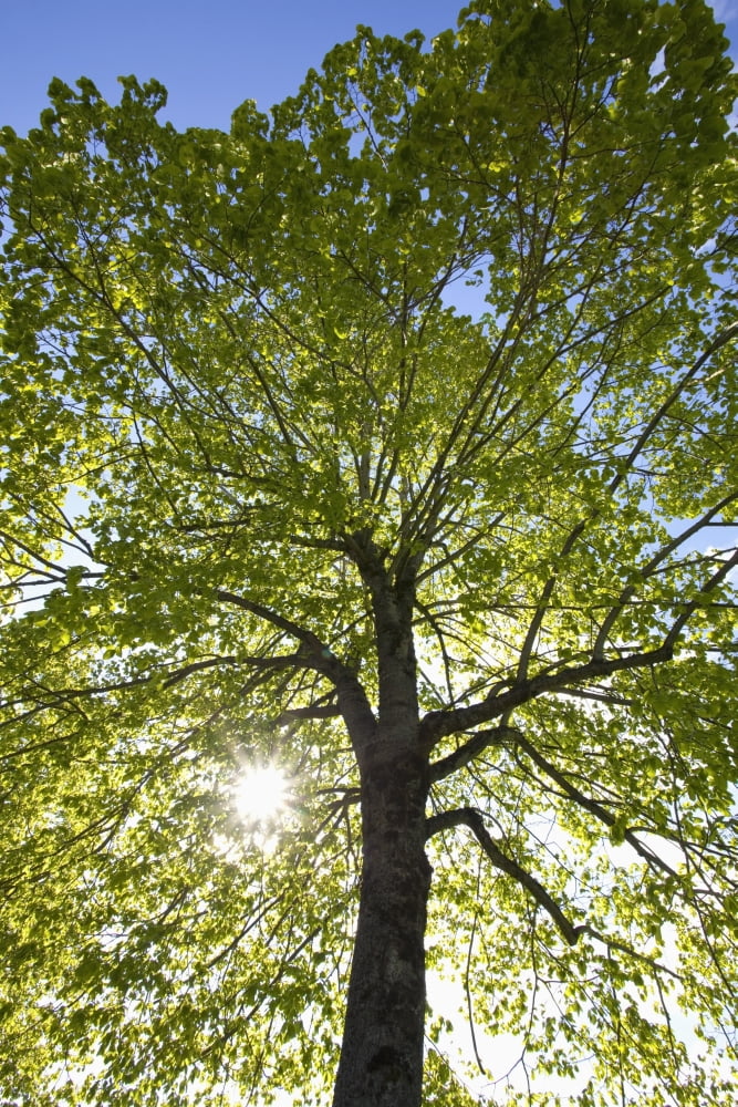 Oregon United States Of America Sunlight Shining Through A Tree Canvas Art - Craig Tuttle Design Pics (24 x 36)