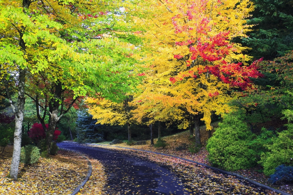 Oregon United States Of America Trees Lining The Road In Autumn Colors Canvas Art - Craig Tuttle Design Pics (38 x 24)