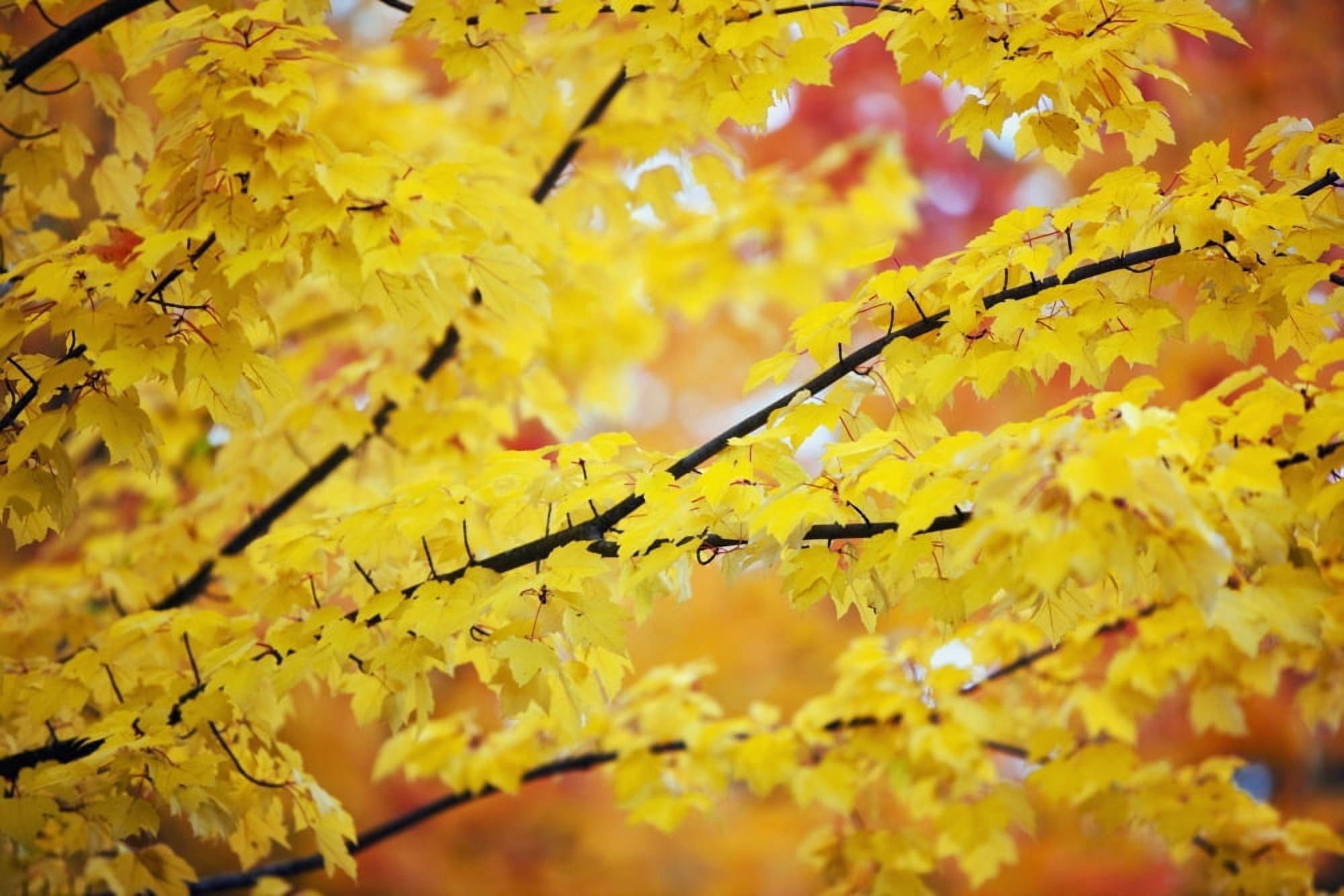 Oregon United States Of America Yellow Leaves On A Tree In Autumn Canvas Art - Craig Tuttle Design Pics (19 x 12)