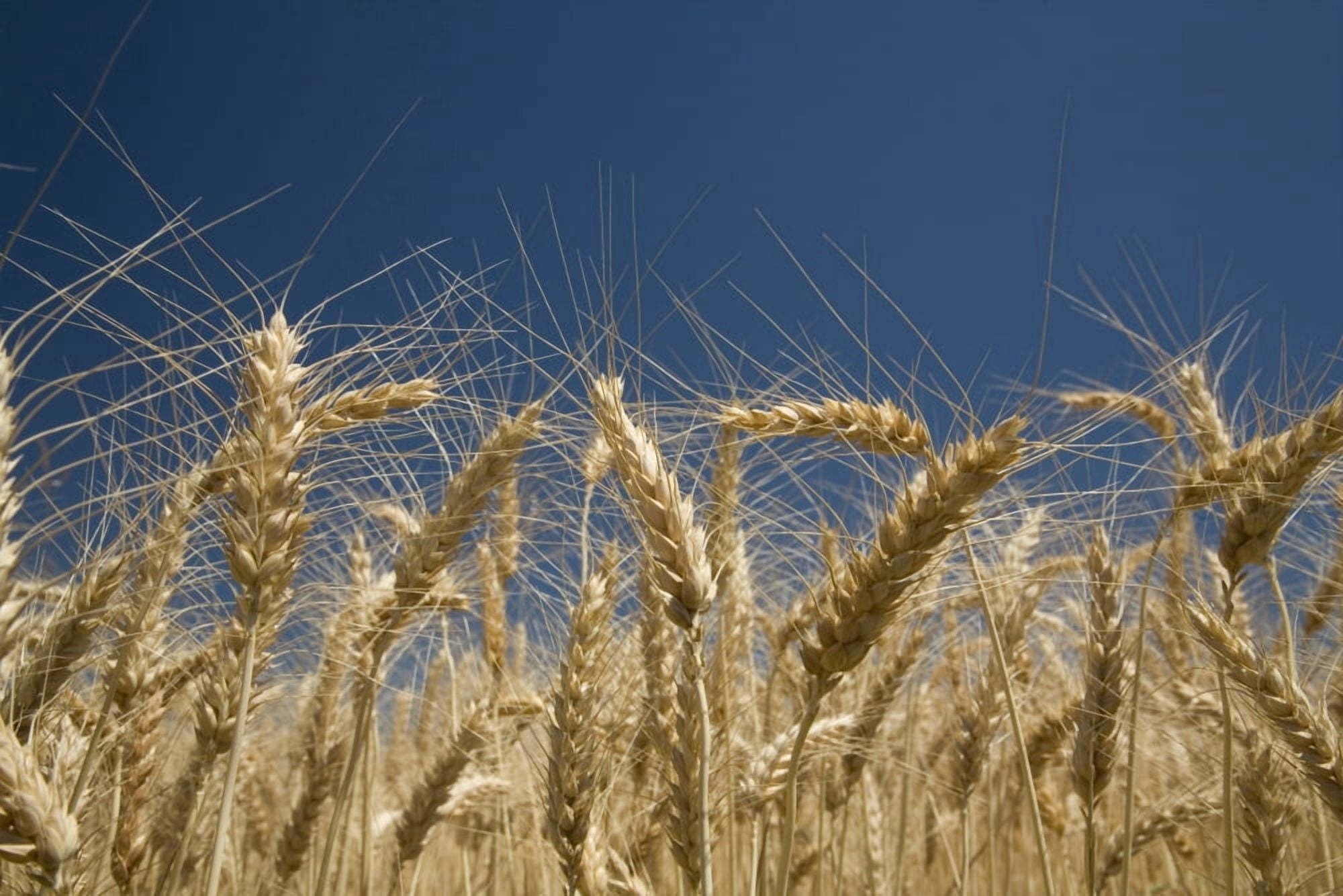 Oregon Usa Stalks Of Wheat Canvas Art - Craig Tuttle Design Pics (18 x 12)
