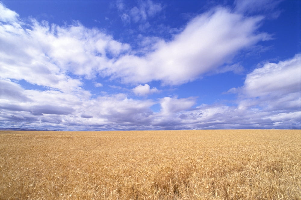 Oregon View Of Large Wheat Field Against A Blue Sky With Large White Clouds Canvas Art - Greg Vaughn Design Pics (38 x 24)