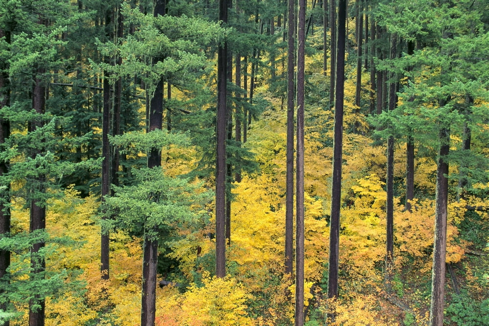 Oregon Willamette National Forest Vine Maple And Douglas Fir Trees In Fall Green And Yellow Colors A24B Canvas Art - Greg Vaughn Design Pics (19 x 12)
