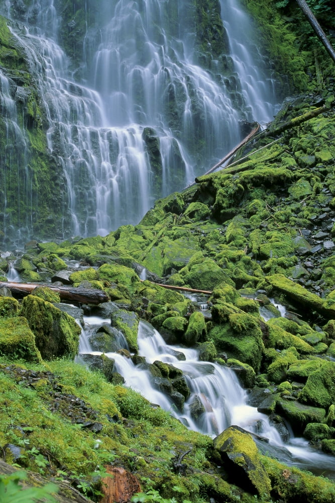 Oregon Willamette Valley Lower Proxy Falls Green Mossy Rocks Waterfall A51D Canvas Art - Michael Howell Design Pics (24 x 38)