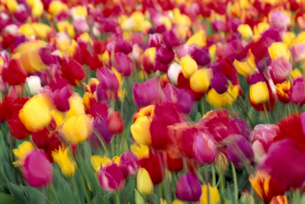 Oregon Willamette Valley Mount Angel Wooden Shoe Tulip Co Tulip Flowers Blurred A23C Canvas Art - Greg Vaughn Design Pics (19 x 12)