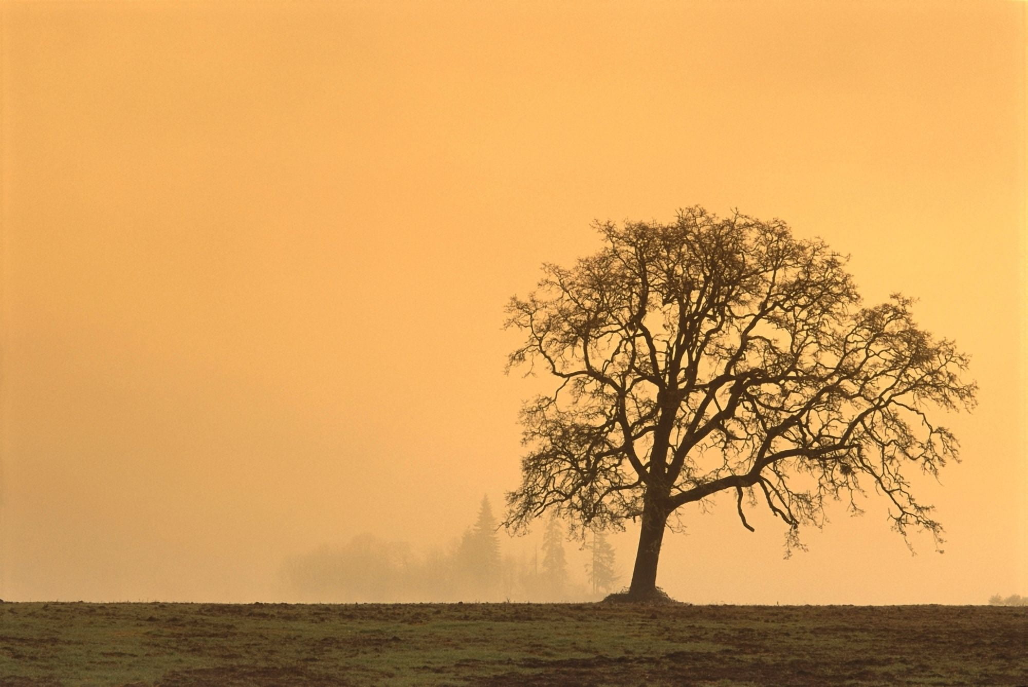 Oregon Willamette Valley Single Oak Tree In Fog At Sunrise B1634 Canvas Art - Greg Vaughn Design Pics (19 x 12)