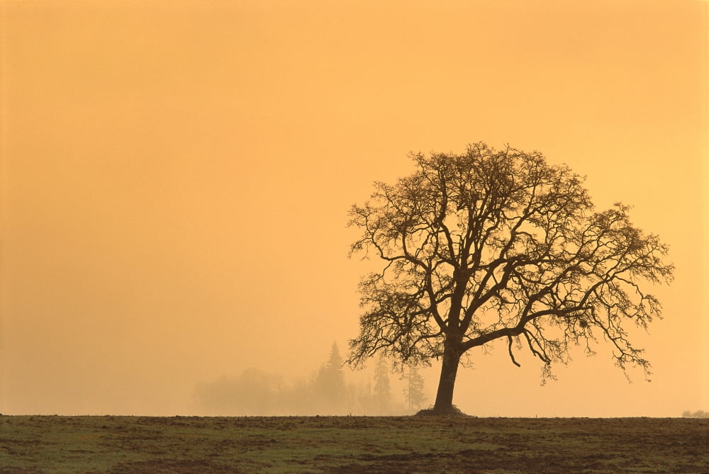 Oregon Willamette Valley Single Oak Tree In Fog At Sunrise B1634 Canvas Art - Greg Vaughn Design Pics (38 x 24)