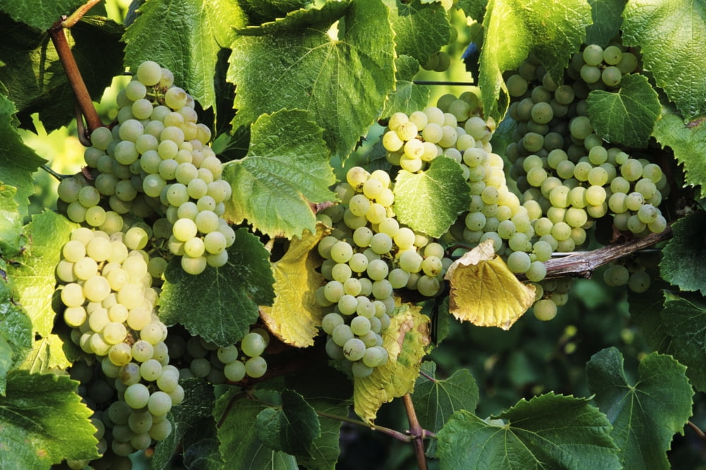 Oregon Willamette Valley Tyee Vineyards Sunlight On Chardonnay Wine Grapes Canvas Art - Greg Vaughn Design Pics (34 x 22)