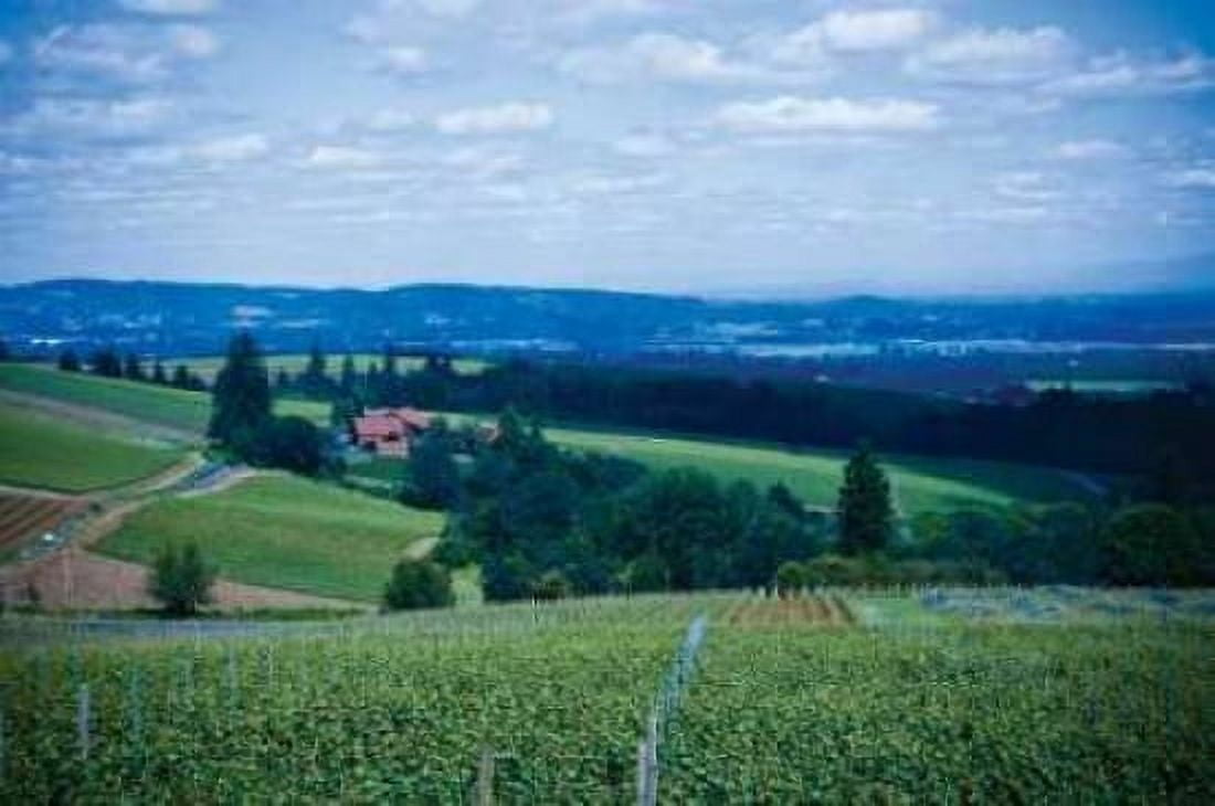 Oregon Wine Country Canvas Art - Erin Berzel (20 x 28)