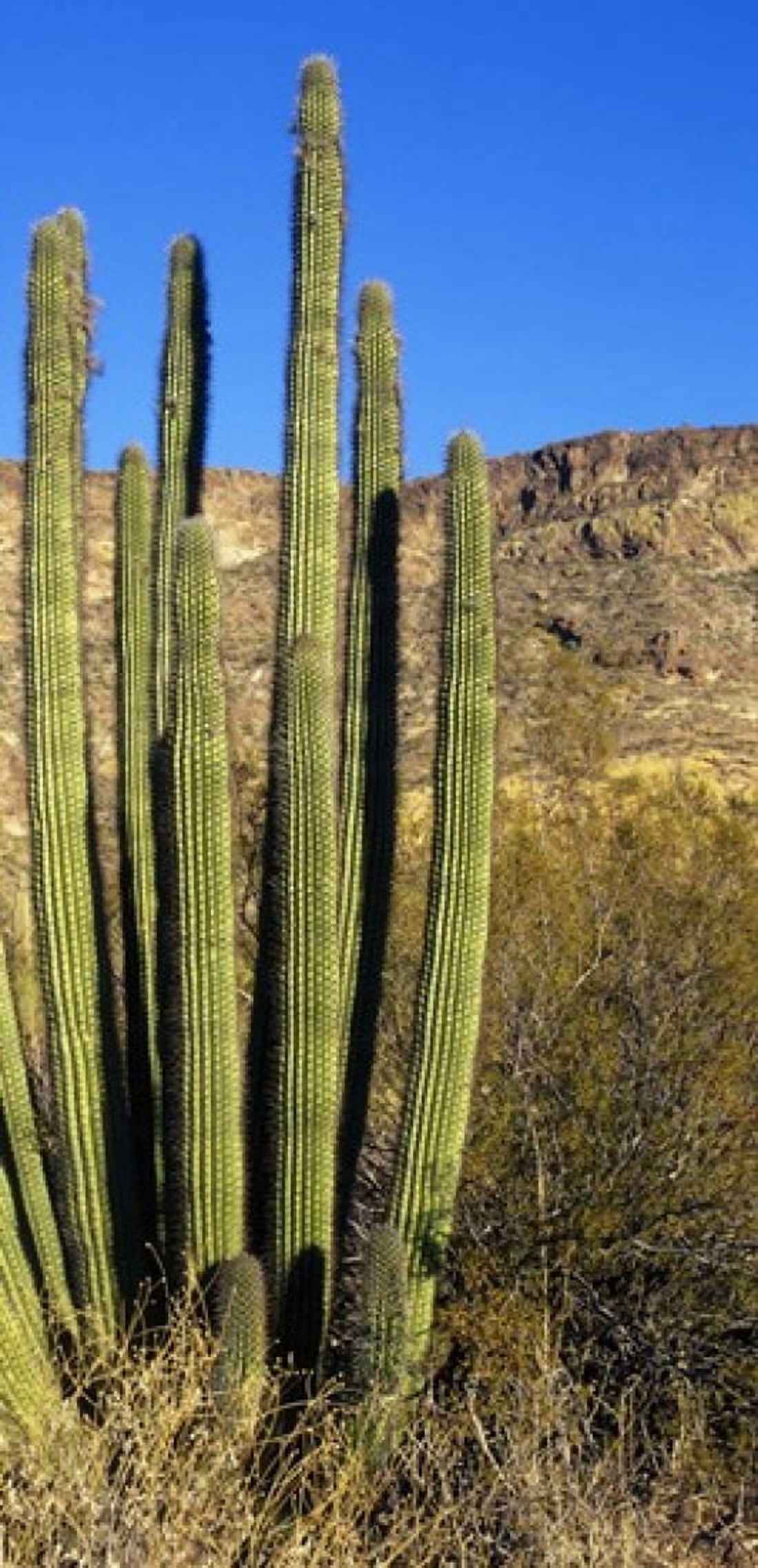 Organ Pipe Cactus AZ Canvas Art - Panoramic Images (24 x 12)