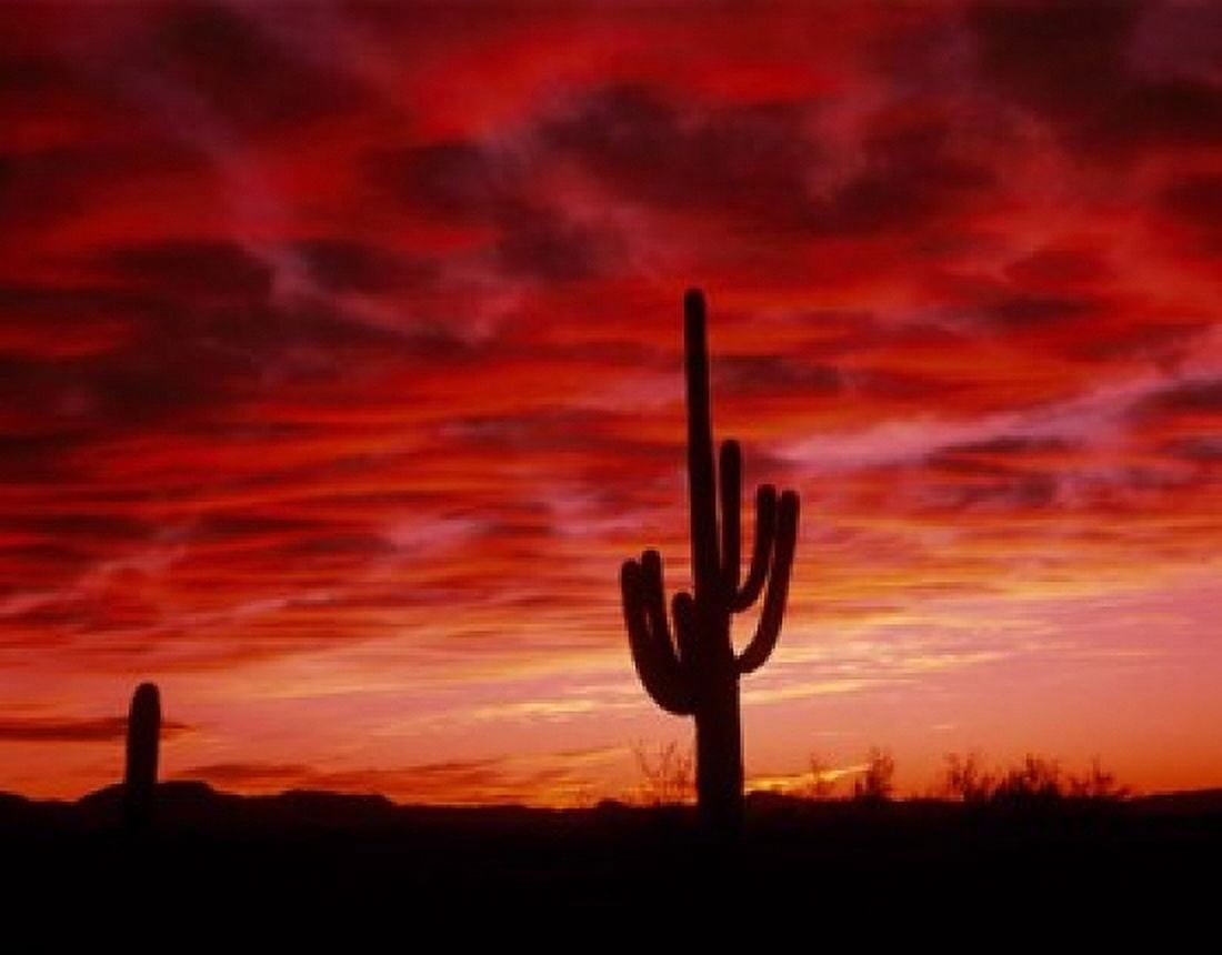 Organ Pipe Cactus State Park AZ Canvas Art - Panoramic Images (16 x 12)