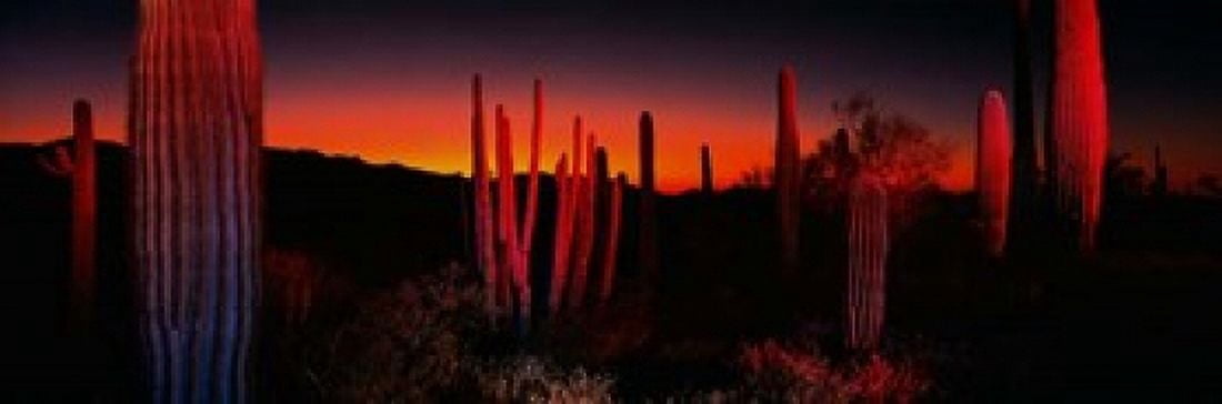 Organ Pipe National Park AZ Canvas Art - Panoramic Images (37 x 12)